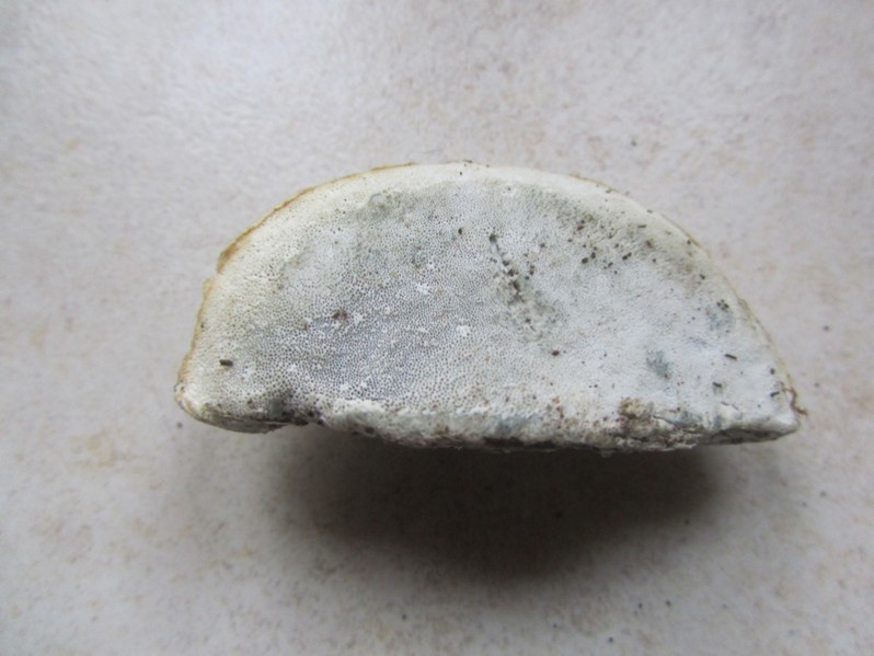 Cyanosporus caesius (Schrad.) McGinty, 1909