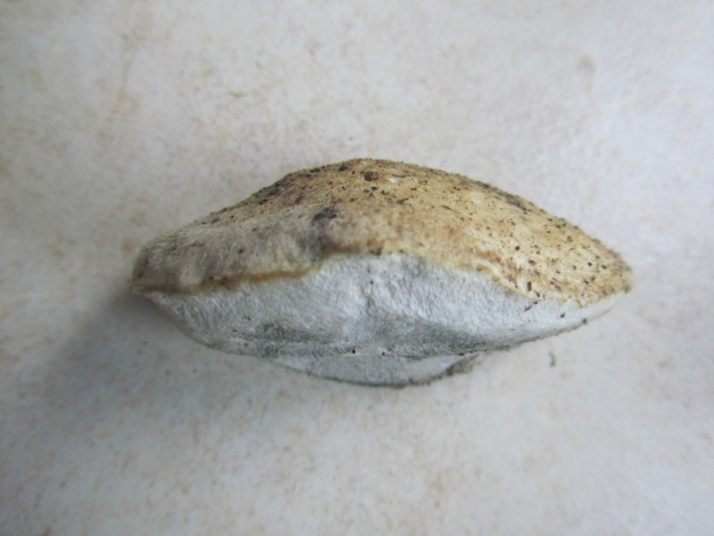 Cyanosporus caesius (Schrad.) McGinty, 1909