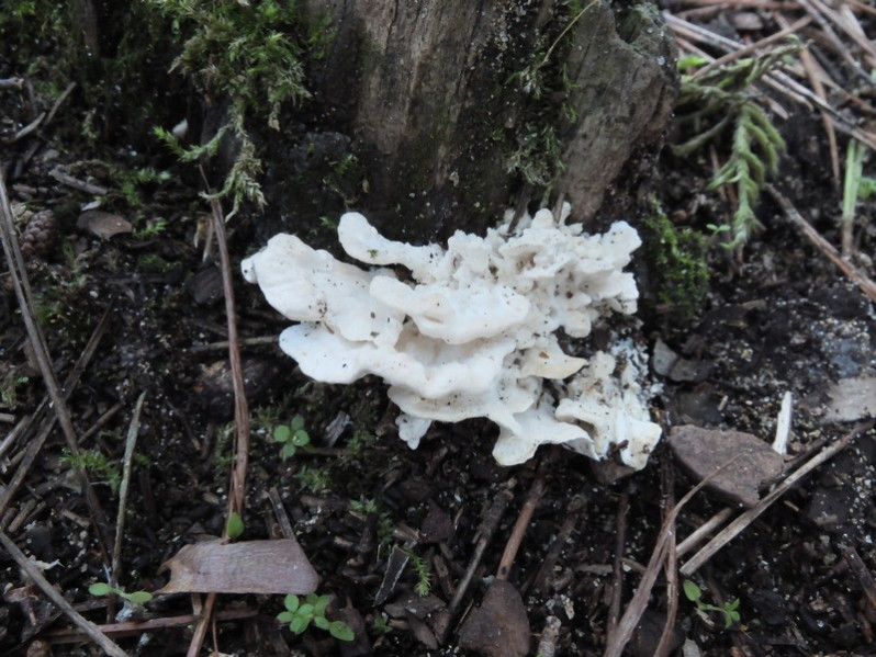 Spongiporus floriformis (Quél.) Zmitr., 2018