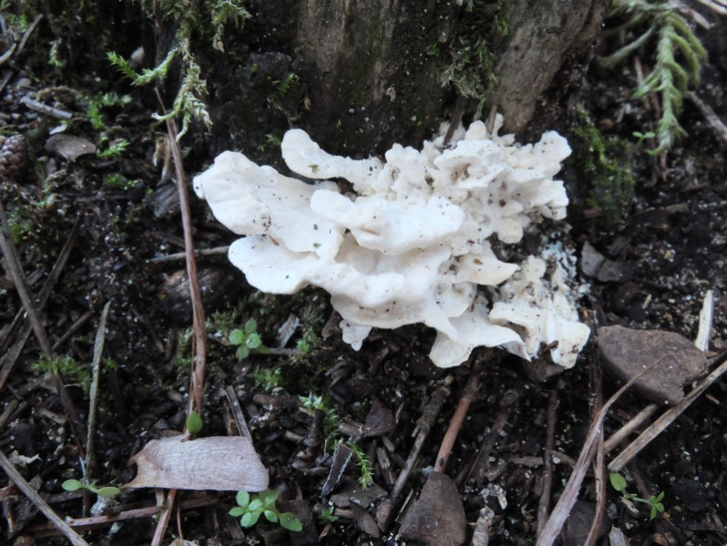 Spongiporus floriformis (Quél.) Zmitr., 2018