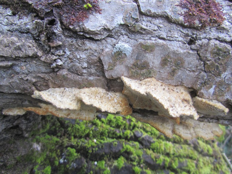 Fuscopostia leucomallella (Murrill) B.K.Cui, L.L.Shen & Y.C.Dai, 2018