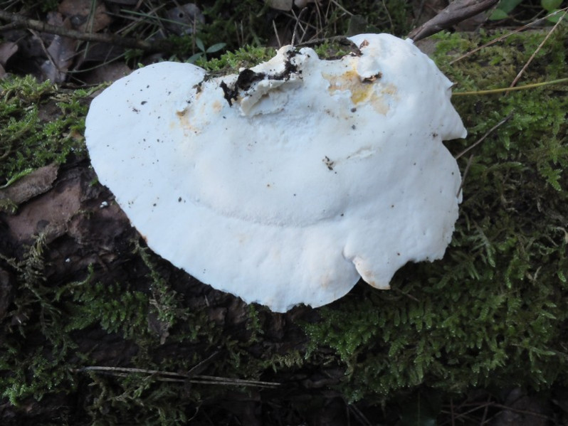 Amaropostia stiptica (Pers.) B.K.Cui, L.L.Shen & Y.C.Dai, 2018