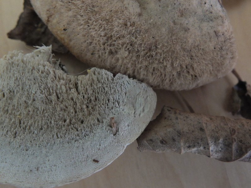 Postia tephroleuca (Fr.) Jülich, 1982