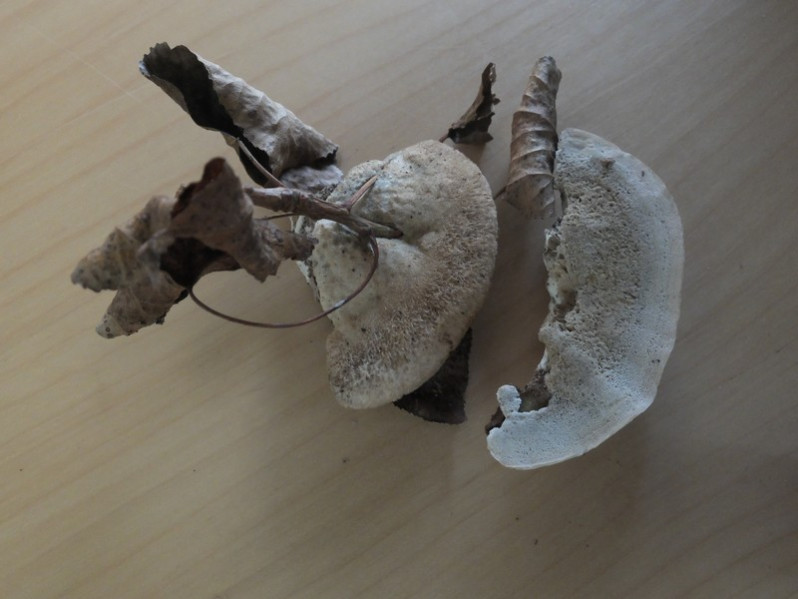 Postia tephroleuca (Fr.) Jülich, 1982