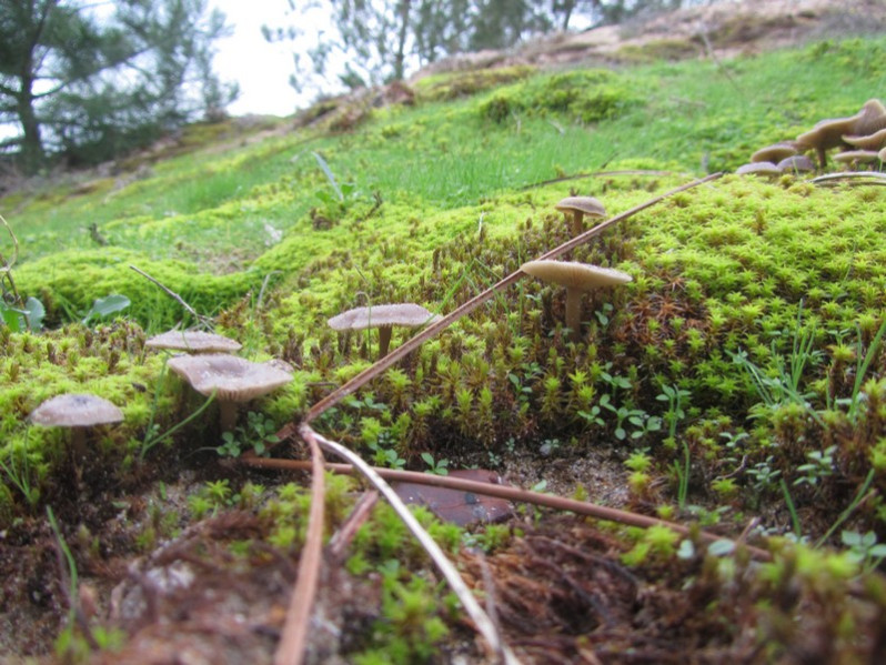 Clitocybe barbularum (Romagn.) P.D.Orton, 1960