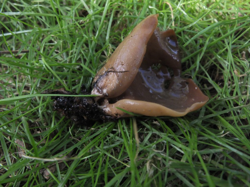 Otidea alutacea (Pers.) Massee, 1895
