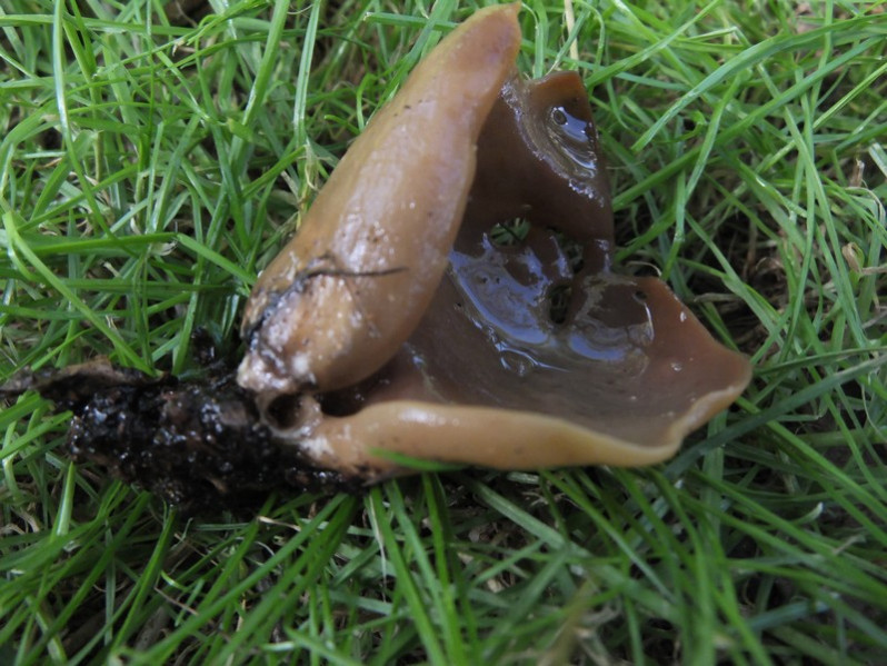 Otidea alutacea (Pers.) Massee, 1895