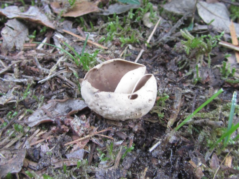 Otidea bufonia (Pers.) Boud., 1907
