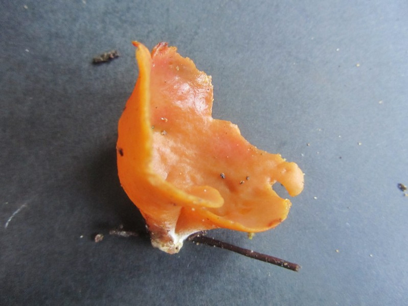 Otidea onotica (Pers.) Fuckel, 1870