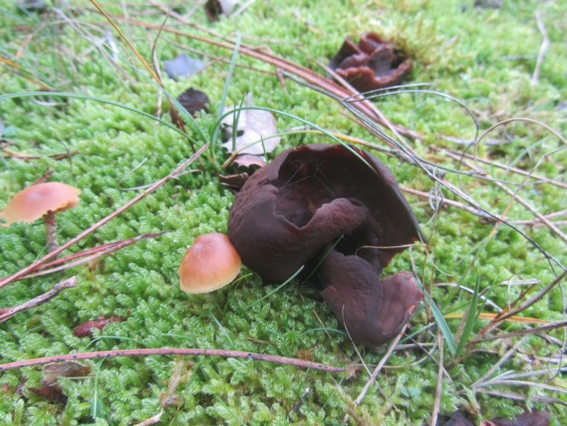 Otidea bufonia (Pers.) Boud., 1907
