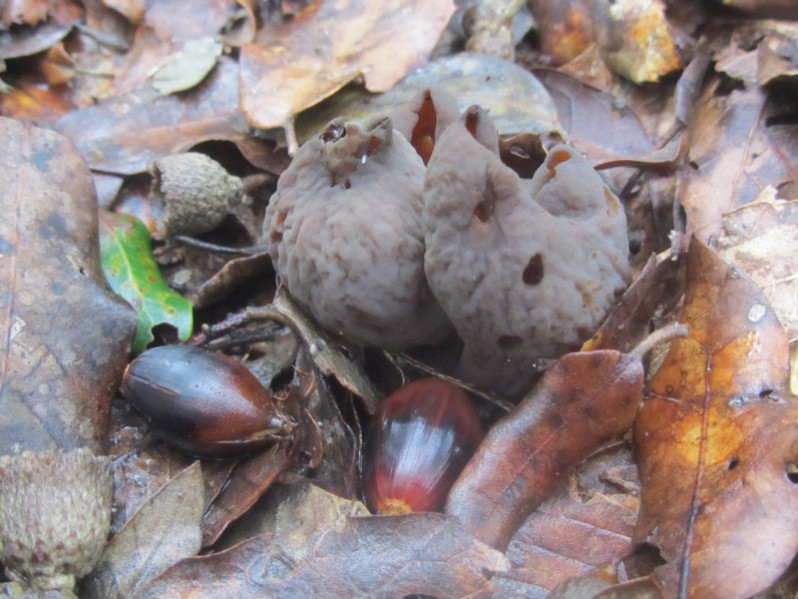 Otidea bufonia (Pers.) Boud., 1907