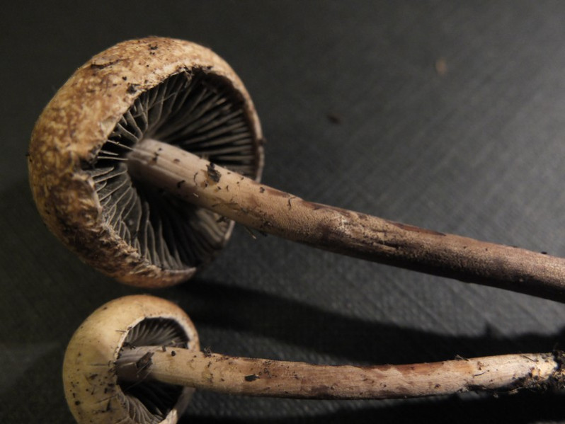 Panaeolus acuminatus (P.Kumm.) Quél., 1872