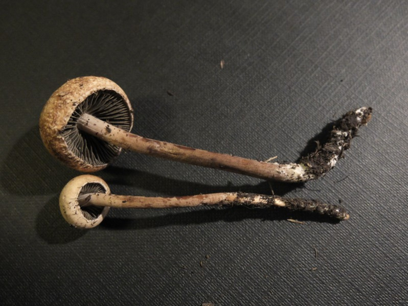 Panaeolus acuminatus (P.Kumm.) Quél., 1872