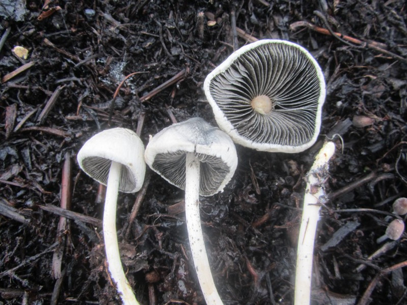 Panaeolus papilionaceus (Bull.) Quél., 1872