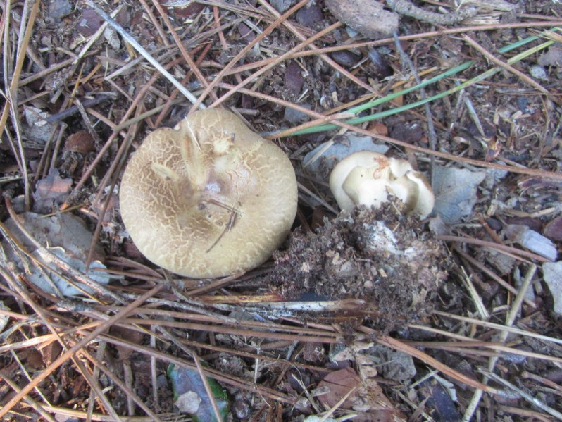 Paxillus involutus (Batsch) Fr., 1838