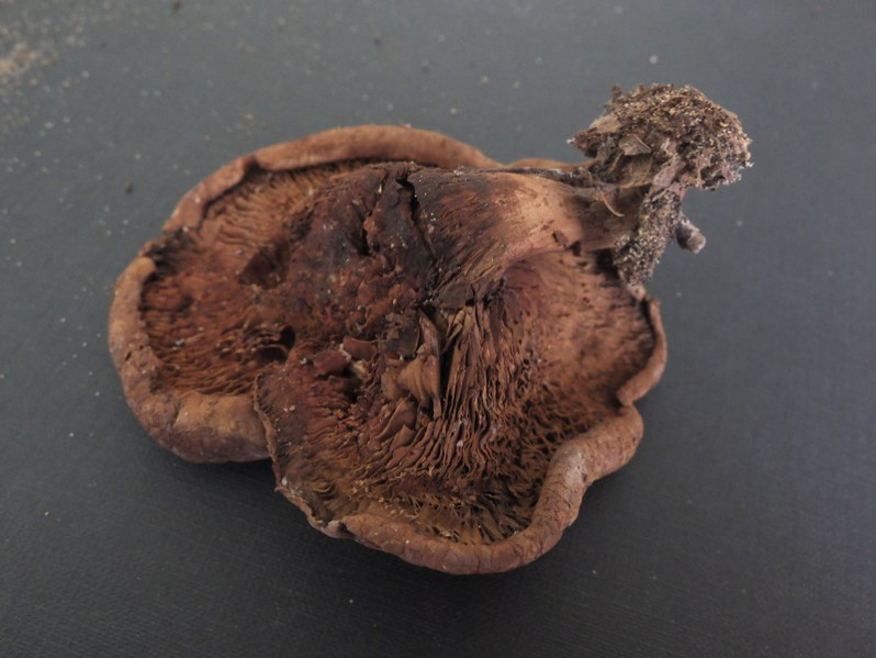 Paxillus involutus (Batsch) Fr., 1838