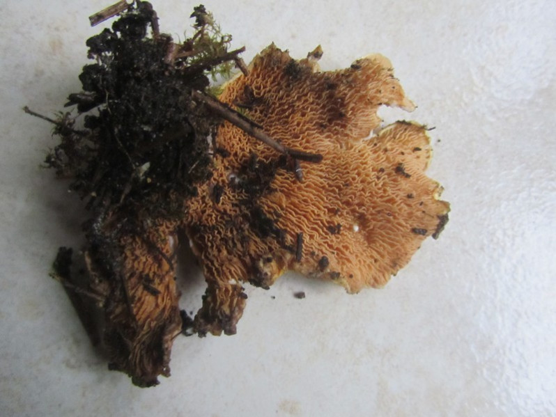 Tapinella panuoides (Fr.) E.-J.Gilbert, 1931