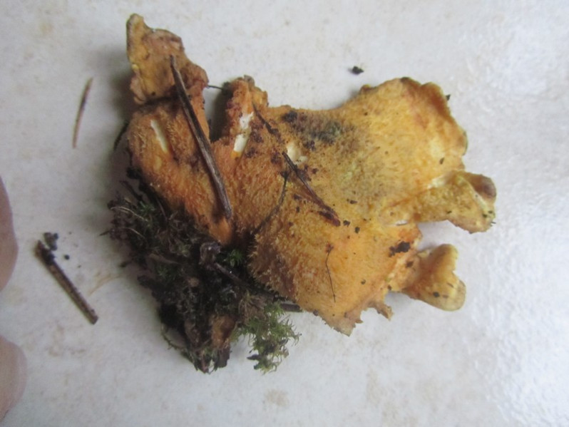 Tapinella panuoides (Fr.) E.-J.Gilbert, 1931