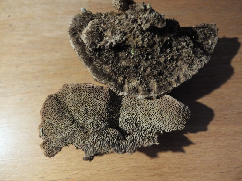 Perennipora fraxinea (Bull.) Ryvarden, 1978