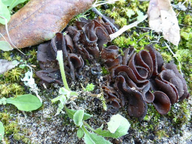 Phylloscypha boltonii (Quél.) Van Vooren & Hairaud, 2020