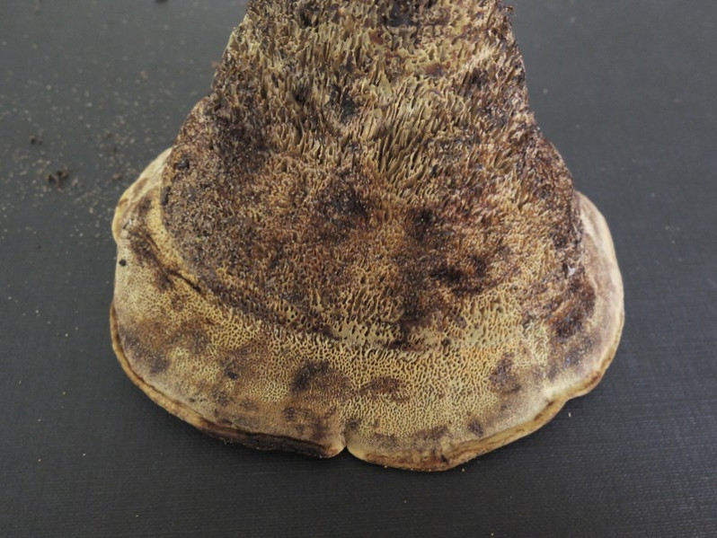 Phaelous schweinitzii (Fr.) Pat., 1900