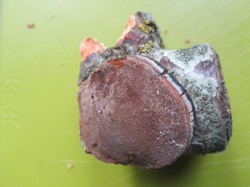 Phellinus pomaceus (Pers.) Maire, 1933