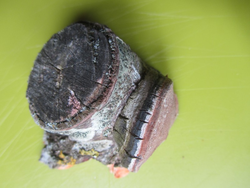 Phellinus pomaceus (Pers.) Maire, 1933