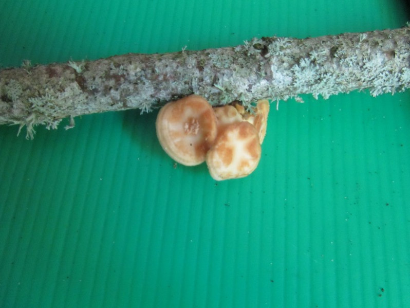 Phlebia tremellosa (Schrad.) Nakasone & Burds., 1984