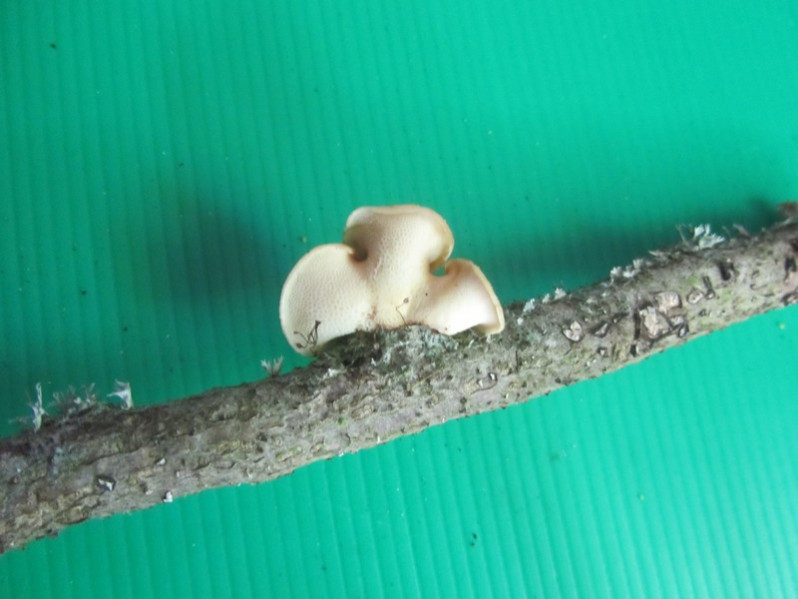Phlebia tremellosa (Schrad.) Nakasone & Burds., 1984