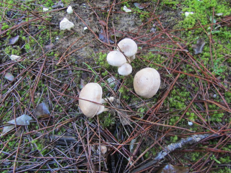 Pholiota gummosa (Lasch) Singer, 1951
