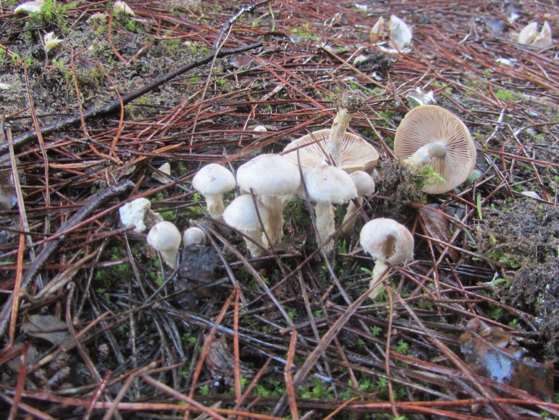 Pholiota gummosa (Lasch) Singer, 1951