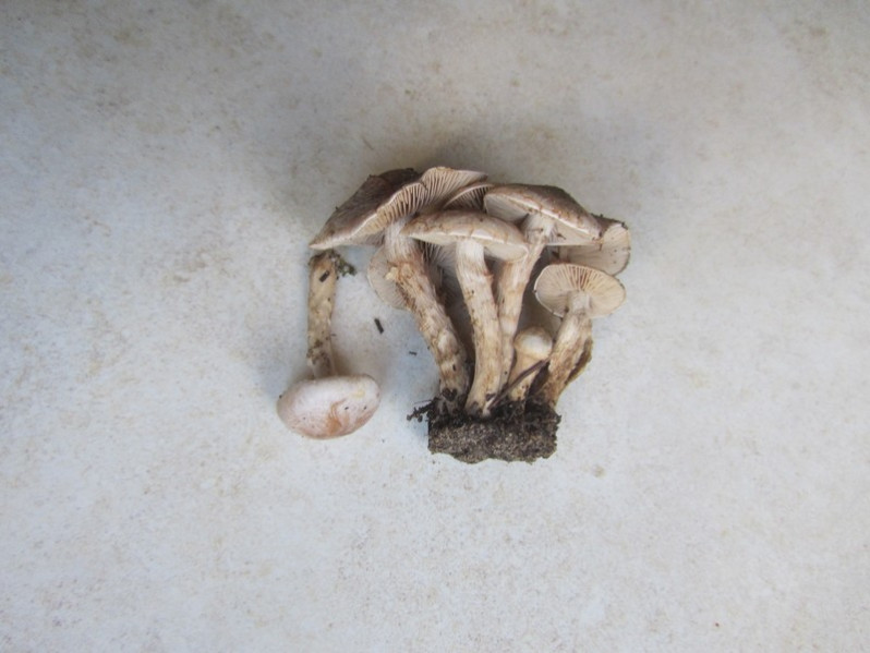 Pholiota gummosa (Lasch) Singer, 1951