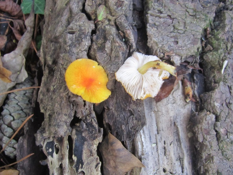 Pholiota lubrica (Pers.) Singer, 1951