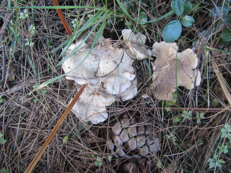 Pleurotus cornucopiae (Paulet) Rolland, 1910