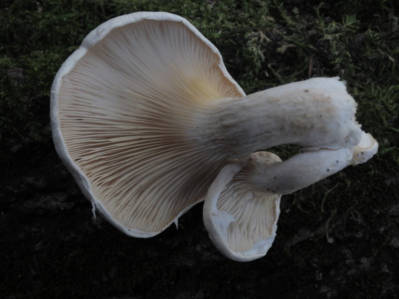 Pleurotus cornucopiae (Paulet) Rolland, 1910