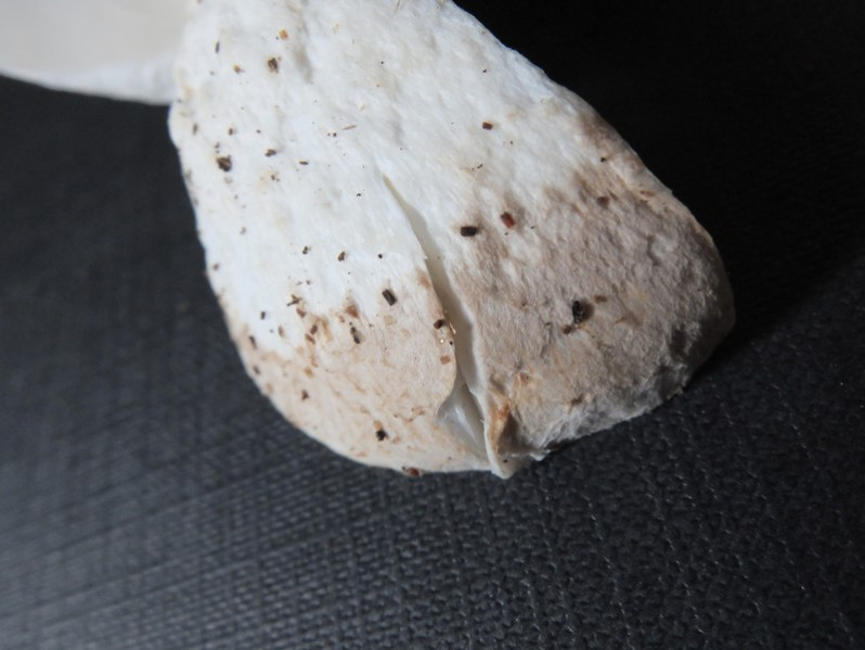 Pleurotus dryinus (Pers.) P.Kumm., 1871