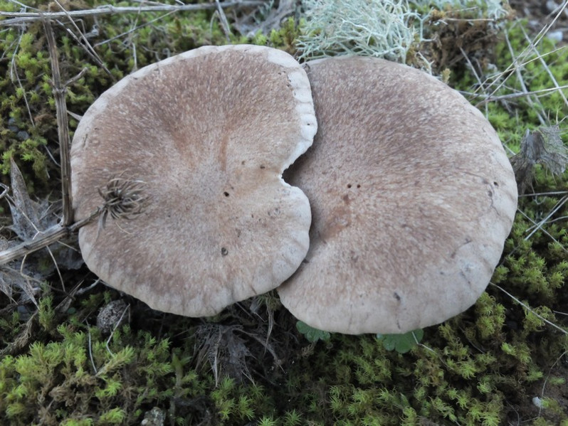 Pleurotus eryngii (DC.) Quél., 1872