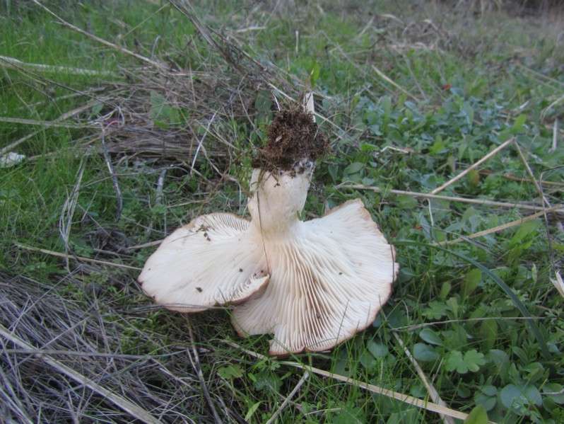 Pleurotus eryngii (DC.) Quél., 1872