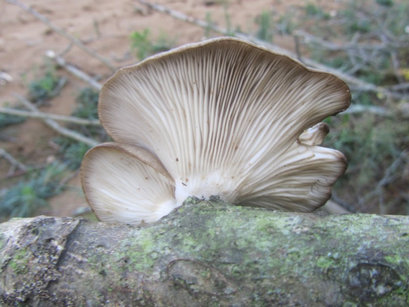 Pleurotus ostreatus (Jacq.) P.Kumm., 1871