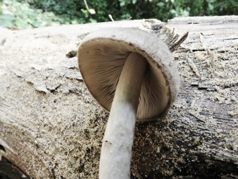Pluteus cervinus (Schaeff.) P.Kumm., 1871