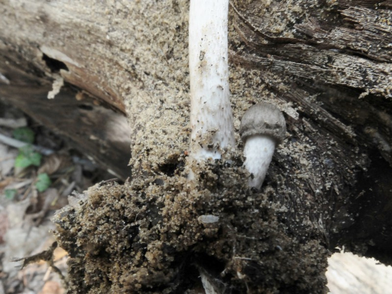 Pluteus cervinus (Schaeff.) P.Kumm., 1871