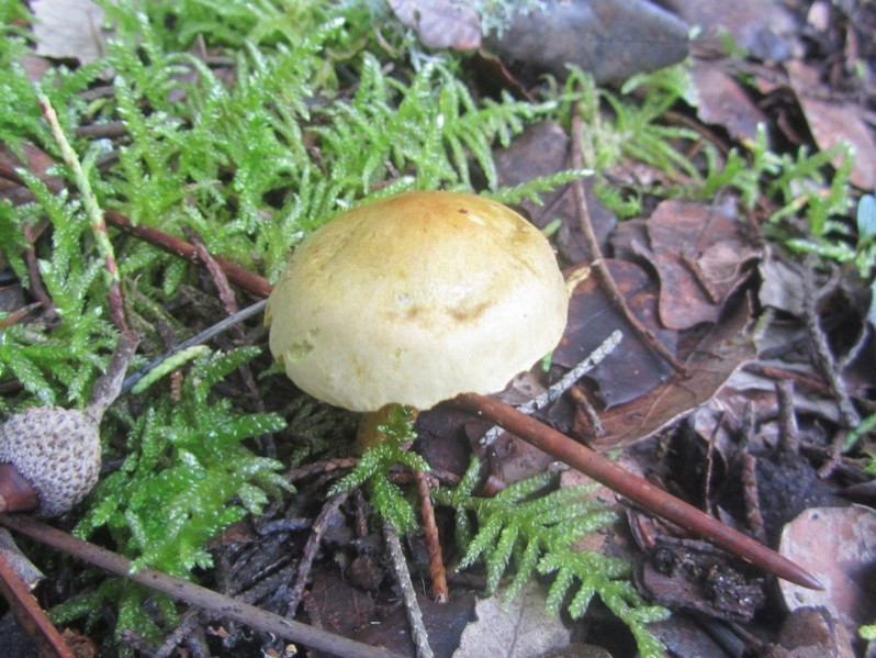 Pluteus romellii (Britzelm.) Sacc., 1895