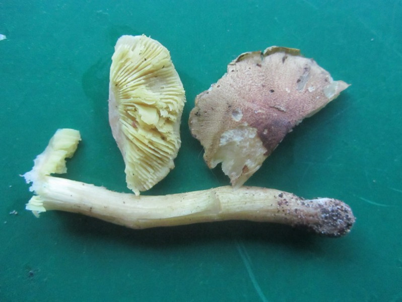 Pluteus romellii (Britzelm.) Sacc., 1895
