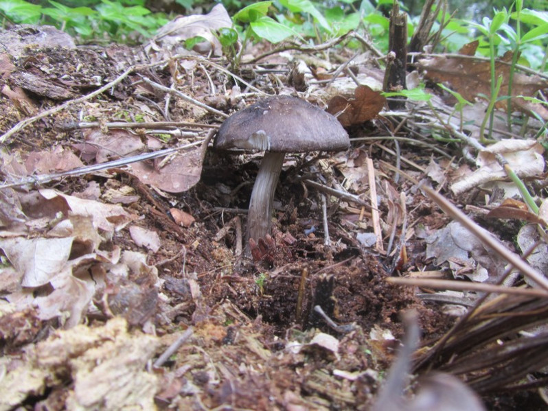 Pluteus tricuspidatus Velen., 1939