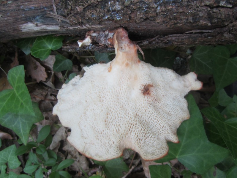 Polyporus squamosus (Huds.) Fr., 1821