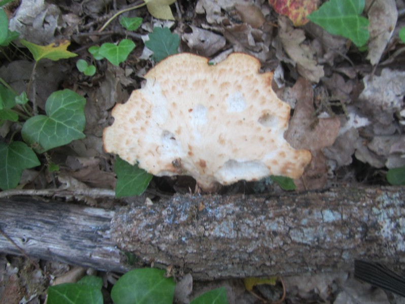 Polyporus squamosus (Huds.) Fr., 1821