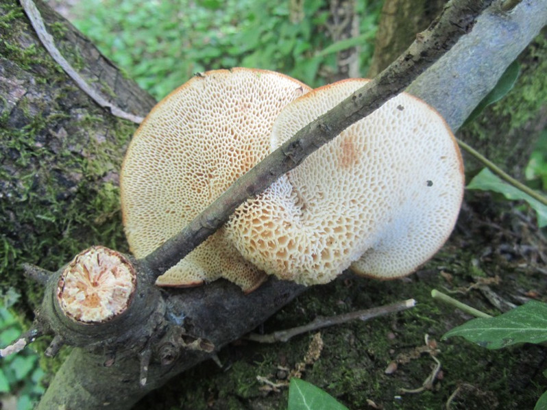 Polyporus tuberaster (Jacq. ex Pers.) Fr., 1821