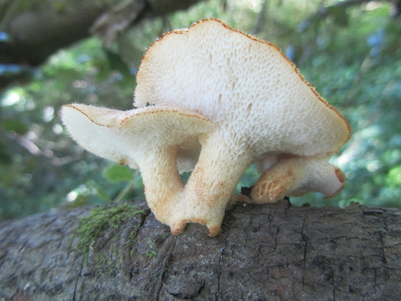 Polyporus tuberaster (Jacq. ex Pers.) Fr., 1821