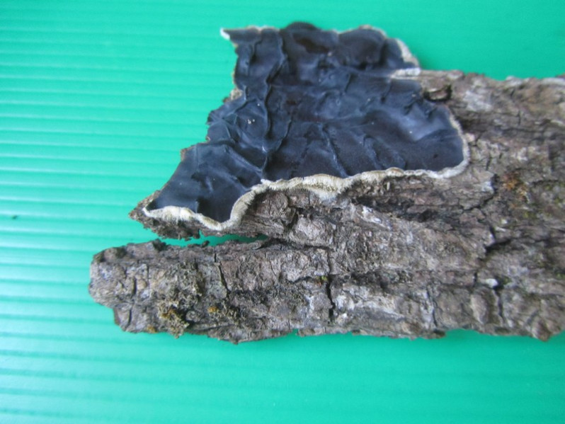 Porostereum spadiceum (Pers.) Hjortstam & Ryvarden, 1990