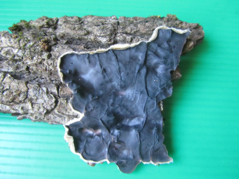 Porostereum spadiceum (Pers.) Hjortstam & Ryvarden, 1990